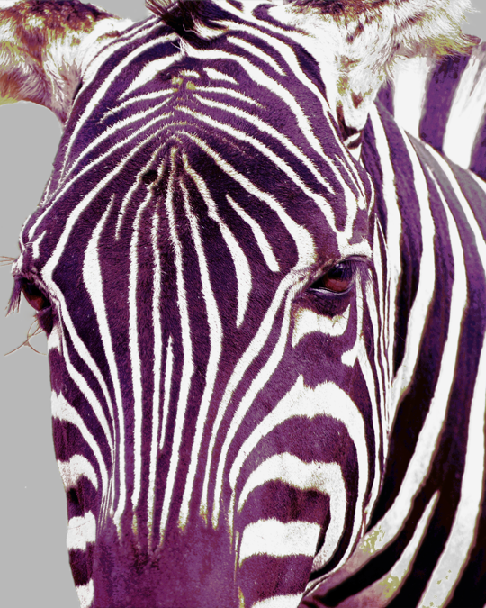 A photo of a Zebra with purple stripes symbolizes that with Filter and Flow, you can be unique and creative and stand out from the crowd of brands vying for attention online. 